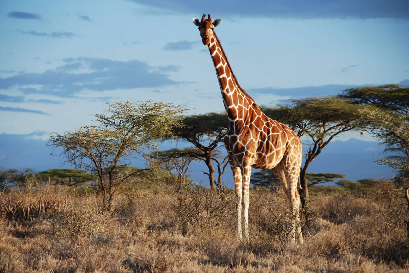 ¿Sabes cuánto miden las jirafas africanas? | Diario 2001