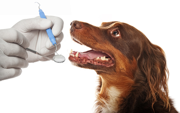 Por qué es importante una limpieza dental canina