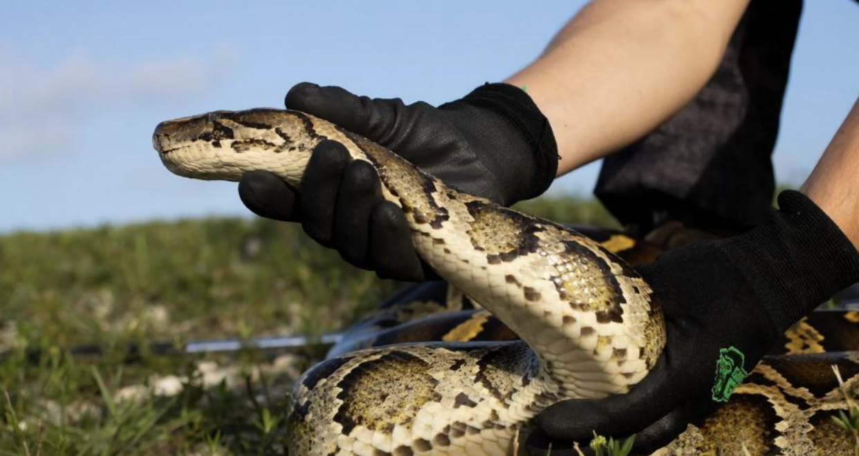 Florida inició cacería anual de las pitones birmanas