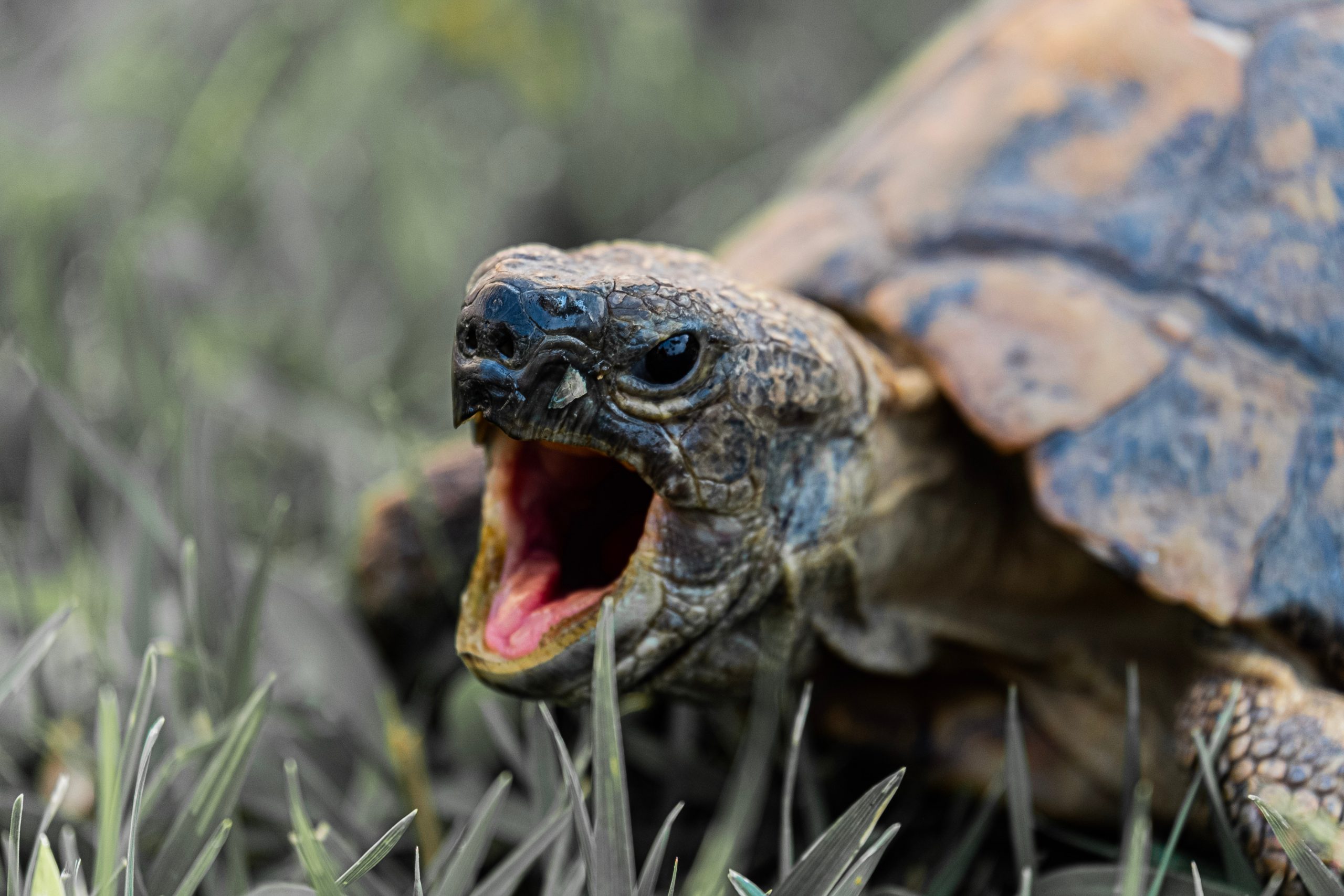 Las tortugas carecen de dientes ¿Sabes cómo se alimentan?