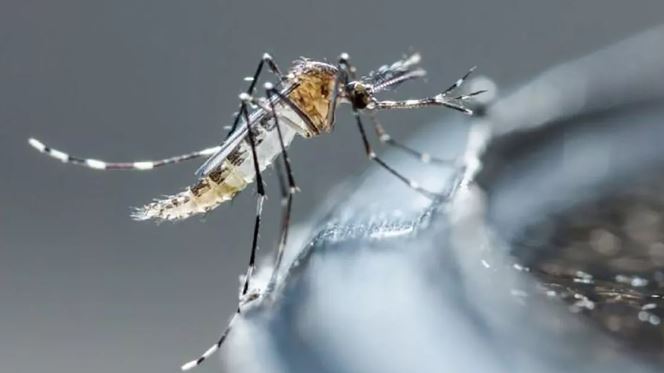 OMS recomienda vacunar contra el dengue a menores de edad