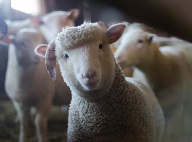 Un rebaño de ovejas se comió 300 kilos de marihuana