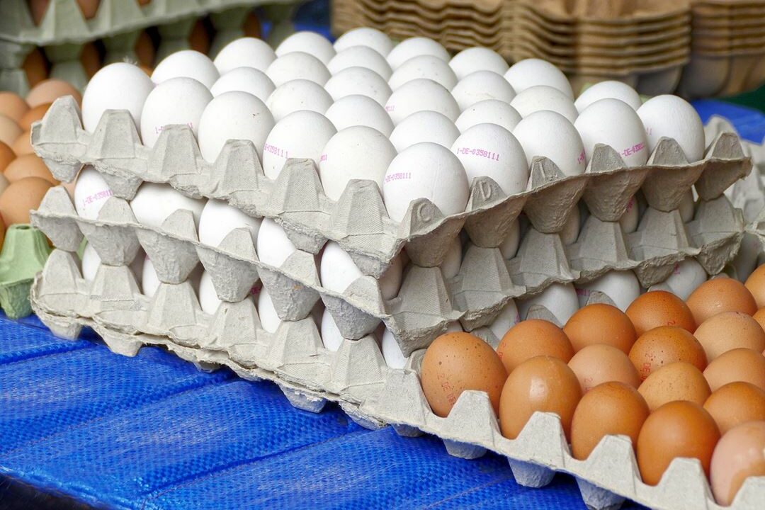 Razones para no reutilizar los cartones de huevo | Diario 2001