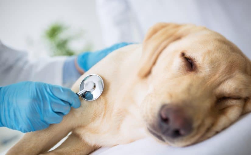 Virus misterioso en EEUU afecta a los caninos