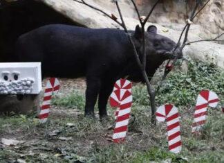 Animales del Zoológico de Cali tendrán su banquete navideño