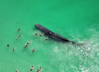 Muere ballena que nadó con turistas en Australia