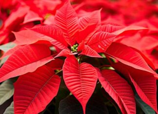 Descubre cuál es la planta ideal para la decoración navideña