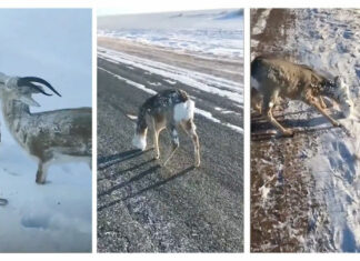 Animales congelados tras bajas temperaturas al norte de Noruega (+Video)