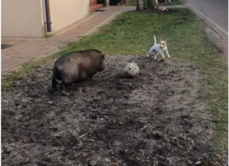 Viral| Partido de fútbol entre un cerdo y un perro