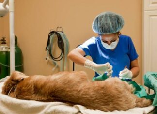 Razones para castrar o esterilizar a tu mascota
