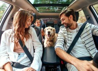 Elementos indispensables para viajar con un perro en carro
