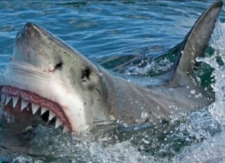 Esto es lo que dicen los expertos sobre los ataques frecuentes de tiburón