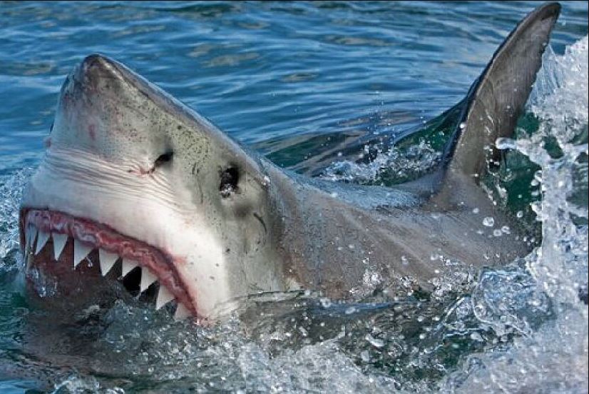 Esto es lo que dicen los expertos sobre los ataques frecuentes de tiburón