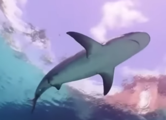 Tiburón ataca a niño en parque recreativo (+Video)