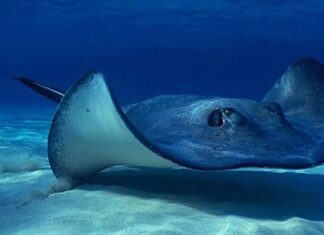 Mantarraya queda en estado sin un macho en su acuario (+Detalles)