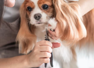 Forma correcta de cortar las uñas del perro