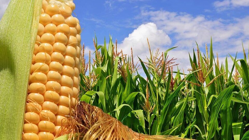 Factores meteorológicos afectan producción de maíz