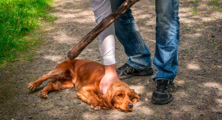 La fiscalía investiga a hombre por golpear salvajemente a un perro