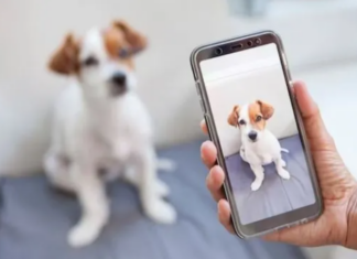 ¿Mascotas influencers?: Este perro demuestra habilidades a sus seguidores (+Videos)