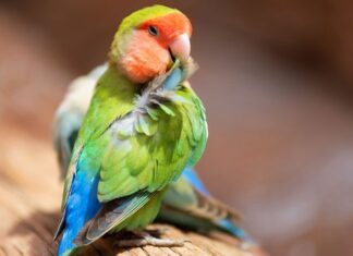 Parásitos en los pájaros: qué son y cómo eliminarlos