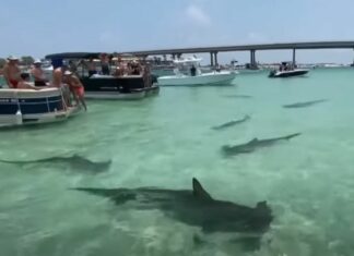 Alerta| Florida lidera el ránking mundial en ataques de tiburones (+Cifras)