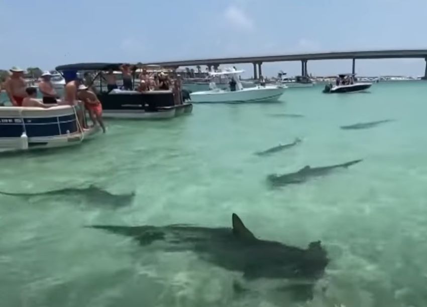 Alerta| Florida lidera el ránking mundial en ataques de tiburones (+Cifras)