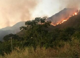 ÚLTIMA HORA: Incendio forestal de gran magnitud consume el Henri Pittier (+Imágenes)