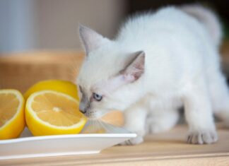 Cuidado con tu gato: Ciertos olores ponen su vida en peligro