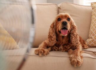 El calor va a afectar a tu mascota si no realizas estos cuidados