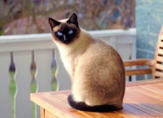 Entérate por qué los gatos de ojos azules son sordos