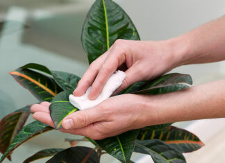 Estas plantas también necesitan un cariñito