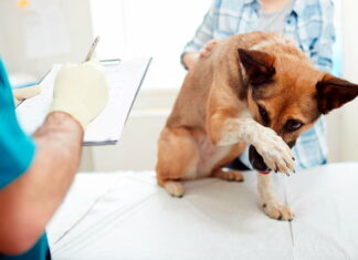 La castración animal puede ayudar a tu perro más de lo que crees