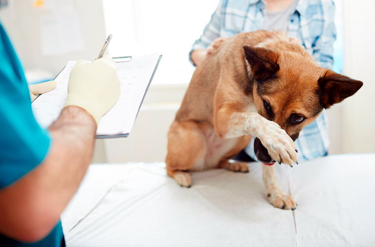 La castración animal puede ayudar a tu perro más de lo que crees | Diario 2001