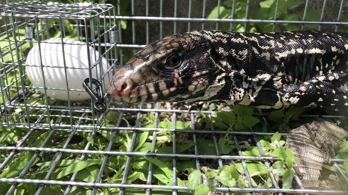 Utilizan Inteligencia Artificial para erradicar reptiles de Florida