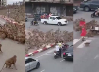 Dos bandas de monos se enfrentan en ciudad turística de Tailandia (+Video)
