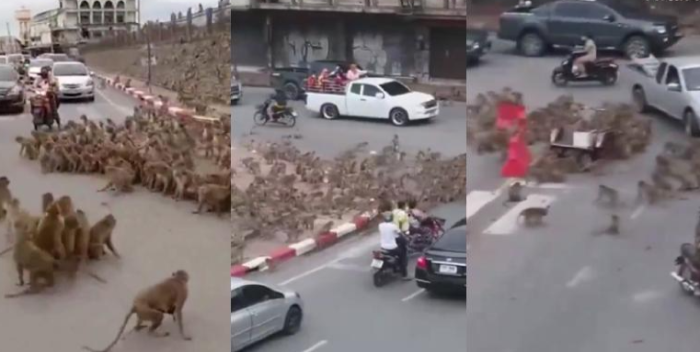 Dos bandas de monos se enfrentan en ciudad turística de Tailandia (+Video)