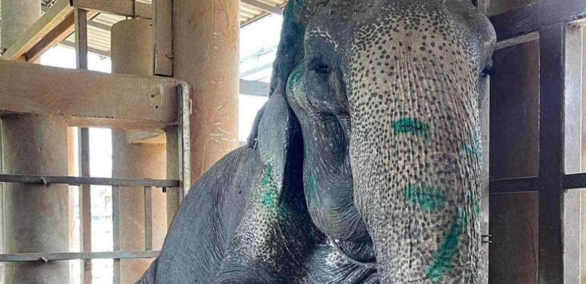 ¡Merecido descanso!: Elefante rescatado tras 80 años de trabajo duro (+Video)