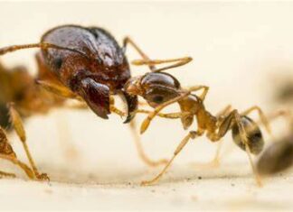Hormigas locas causan pánico en España