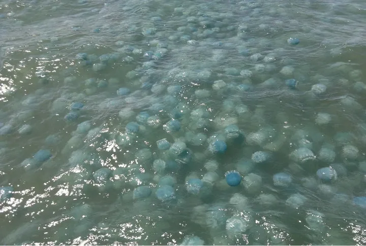 Advierten de invasión de medusas en costas venezolanas (+Video)