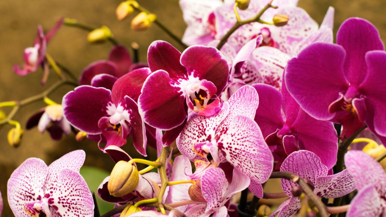Científicos de este país descubren nuevas especies de orquídeas
