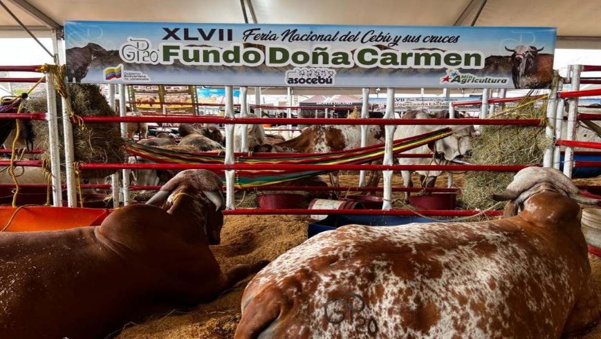 Delcy Rodríguez se pronuncia sobre el precio de la carne