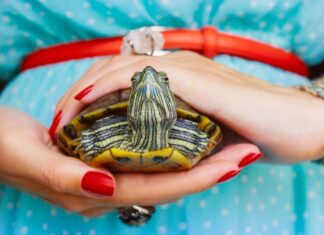 Conoce las enfermedades más comunes en las tortugas