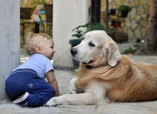 Estas son las razas de perros que se llevan muy bien con los niños