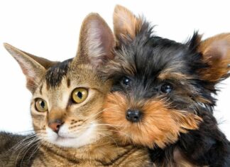Perros vs. gatos: ¿quién gana la batalla de la inteligencia?