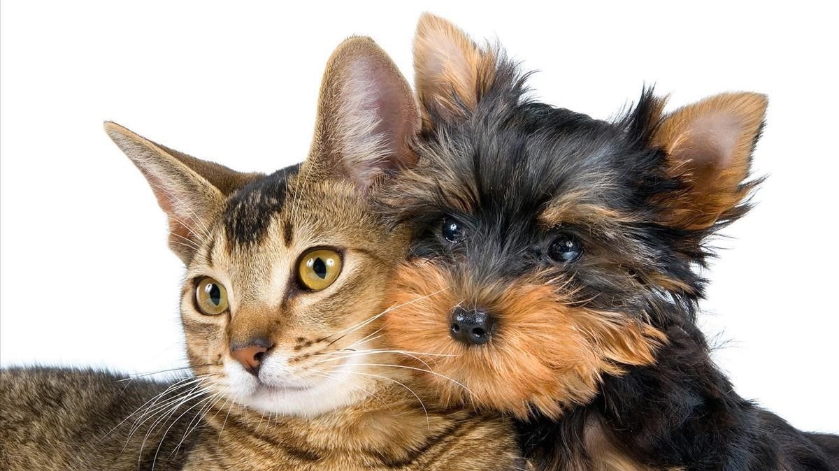 Perros vs. gatos: ¿quién gana la batalla de la inteligencia? | Diario 2001