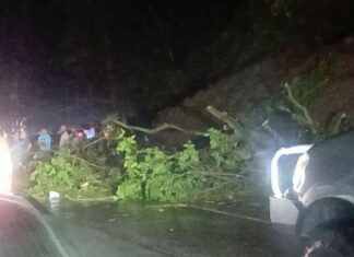 Lluvias dejan árboles caídos en la Autopista Regional del Centro