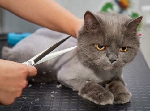 ¿Los gatos necesitan un corte de pelo?