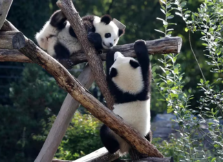 EEUU| Trasladan a osos pandas a California (+Detalles)