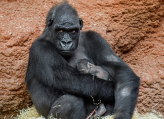 Nace cría de gorila en el Zoo de Praga (+Fotos)