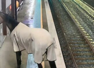 Caballo causa revuelo al entrar en estación de metro (+Video)